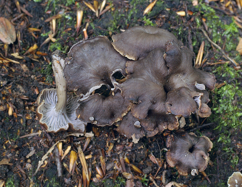 Cantharellus cinereus